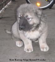 /album/almok/kau-puppy-11-jpg/